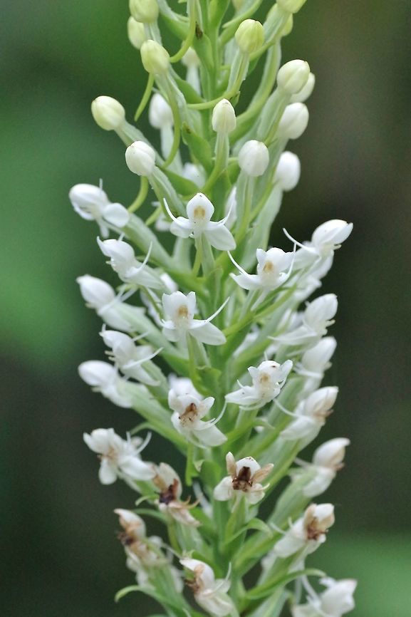 Habenaria monorrhiza (Orchidaceae) El Descanso, Alto Anchicaya, Valle del Cauca, Colombia. Mar 23, 2018 Colombia,Geotagged,Habenaria monorrhiza,Spring