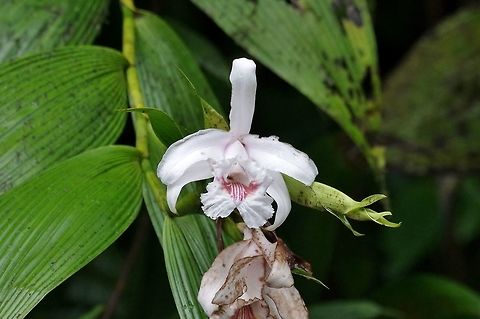 Sobralia pulcherrima (Orchidaceae) El Descanso, Alto Anchicaya, Valle del Cauca, Colombia. Mar 24, 2018 Colombia,Geotagged,Sobralia pulcherrima,Sobralia rosea,Spring
