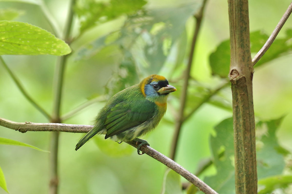 Red-headed barbet (Eubucco bourcierii) female El Descanso, Alto Anchicaya, Valle del Cauca, Colombia. Mar 24, 2018 Colombia,Eubucco bourcierii,Geotagged,Red-headed barbet,Spring