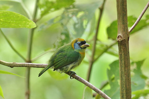 Red-headed barbet (Eubucco bourcierii) female El Descanso, Alto Anchicaya, Valle del Cauca, Colombia. Mar 24, 2018 Colombia,Eubucco bourcierii,Geotagged,Red-headed barbet,Spring
