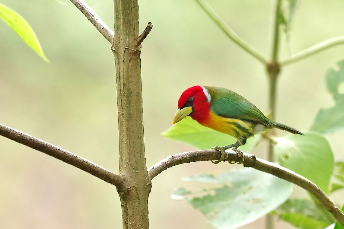 Red-headed barbet (Eubucco bourcierii) male El Descanso, Alto Anchicaya, Valle del Cauca, Colombia. Mar 24, 2018 Colombia,Eubucco bourcierii,Geotagged,Red-headed barbet,Spring
