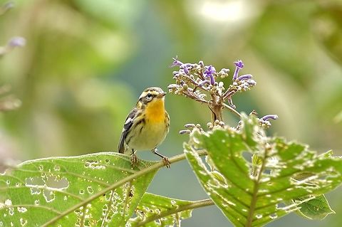 Blackburnian warbler (Setophaga fusca) El Descanso, Alto Anchicaya, Valle del Cauca, Colombia. Mar 24, 2018 Blackburnian warbler,Colombia,Geotagged,Setophaga fusca,Spring