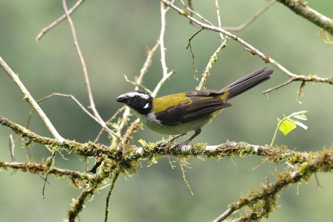 Black-winged saltator (Saltator atripennis) El Descanso, Alto Anchicaya, Valle del Cauca, Colombia. Mar 24, 2018 Black-winged saltator,Colombia,Geotagged,Saltator atripennis,Spring