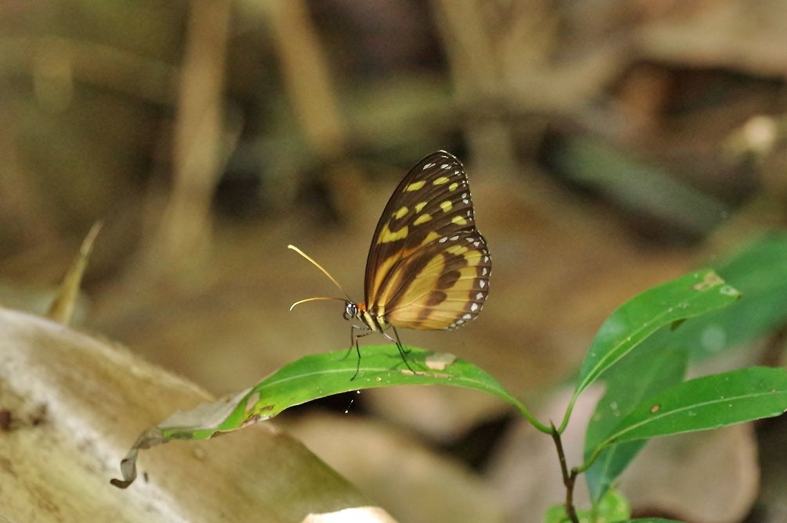 Harmonia Tigerwing (Tithorea harmonia) RN El Vinculo, VAC, Colombia. Mar 16th, 2018 Colombia,Geotagged,Harmonia Tiger-wing,Tithorea harmonia,Winter