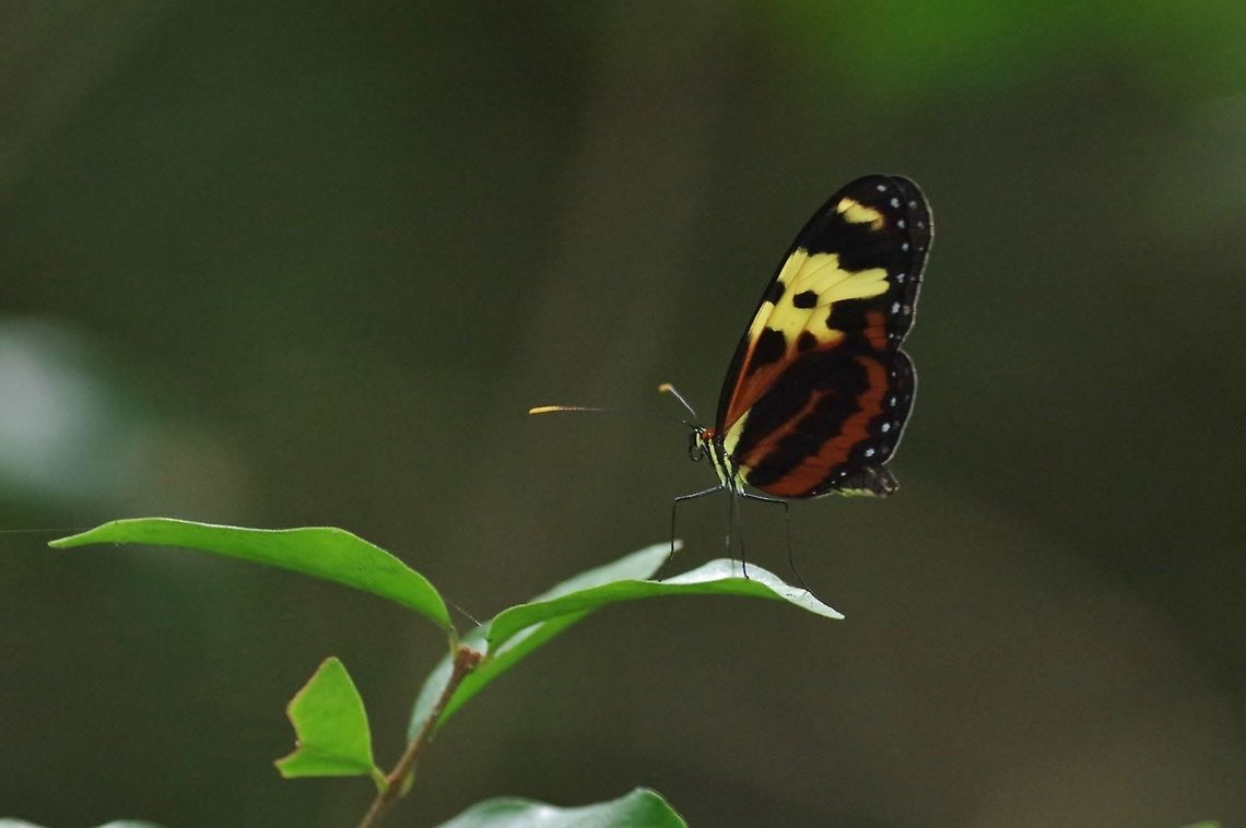 Disturbed Tigerwing (Mechanitis polymnia) RN El Vinculo, VAC, Colombia. Mar 17th, 2018 Colombia,Disturbed Tigerwing,Geotagged,Mechanitis polymnia,Winter