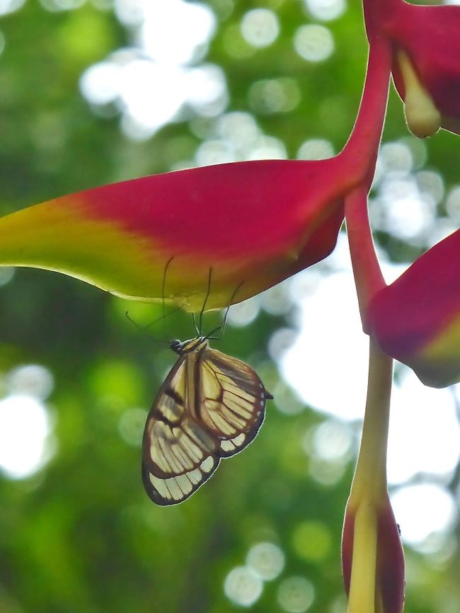 Athesis clearista (Ithomiini) RN El Vinculo, VAC, Colombia. Mar 17th, 2018 Athesis clearista,Colombia,Geotagged,Winter