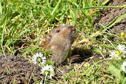 Botta's pocket gopher(Thomomys bottae) Golden Gate Park, San Francisco, CA, USA. Apr 21, 2018 Bottas pocket gopher,Geotagged,Spring,Thomomys bottae,United States