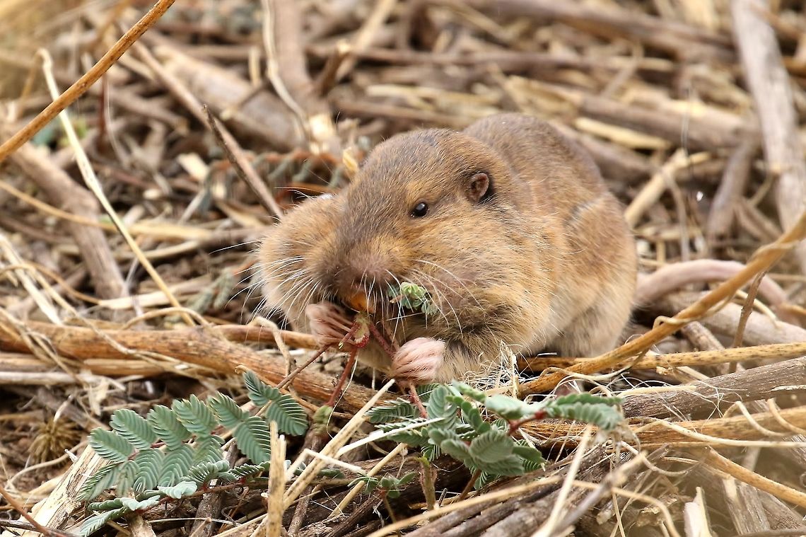 Botta's pocket gopher(Thomomys bottae) San Pedro River House, AZ, USA. Apr 24, 2018<br />
<a href="https://www.jungledragon.com/video/841" rel="nofollow">https://www.jungledragon.com/video/841</a> Botta's pocket gopher,Geotagged,Spring,Thomomys bottae,United States