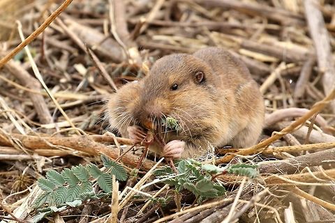 Botta's pocket gopher(Thomomys bottae) San Pedro River House, AZ, USA. Apr 24, 2018
https://www.jungledragon.com/video/841 Botta's pocket gopher,Geotagged,Spring,Thomomys bottae,United States