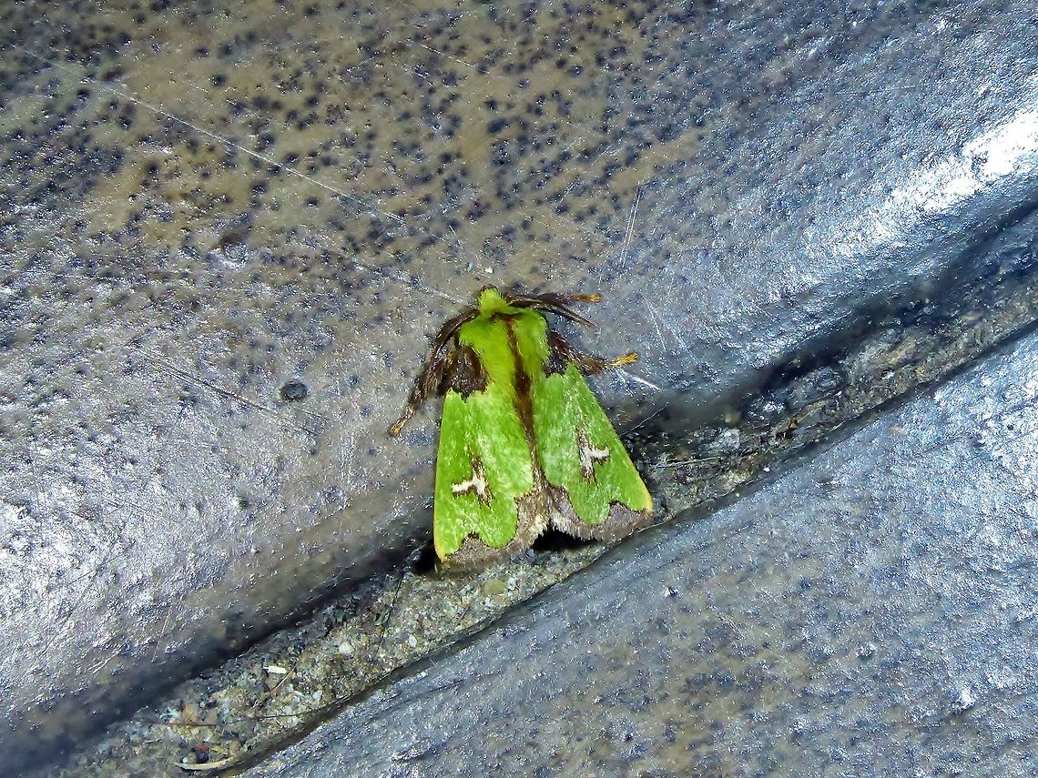 Parasa campylostagma (Limacodidae) Reserva Rio Blanco, CAL, Colombia. Mar 20th, 2018 Colombia,Geotagged,Parasa campylostagma,Winter