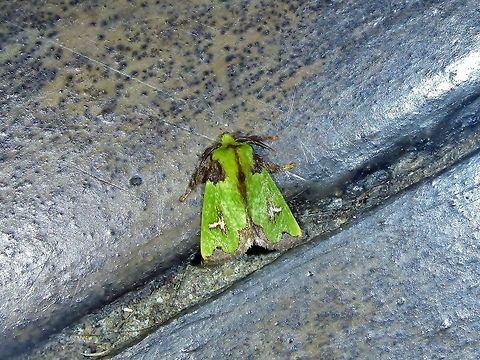 Parasa campylostagma (Limacodidae) Reserva Rio Blanco, CAL, Colombia. Mar 20th, 2018 Colombia,Geotagged,Parasa campylostagma,Winter