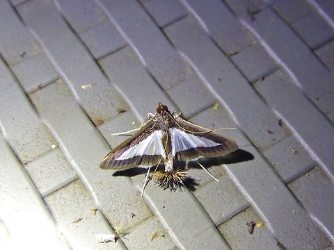Melonworm Moth (Diaphania hyalinata) El Descanso, Alto Anchicaya, Valle del Cauca, Colombia. Mar 23, 2018 Colombia,Diaphania hyalinata,Geotagged,Melonworm Moth,Spring