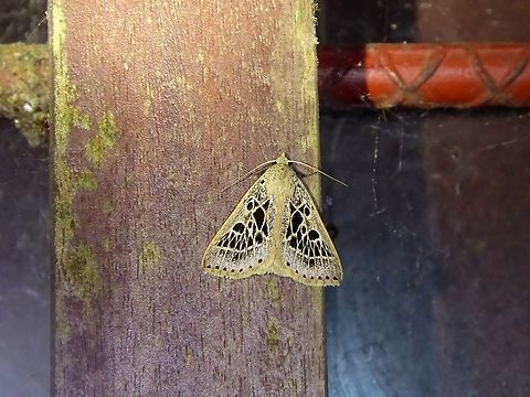 Herminodes tessellata (Erebidae) El Descanso, Alto Anchicaya, Valle del Cauca, Colombia. Mar 23, 2018 Colombia,Geotagged,Herminodes tessellata,Spring