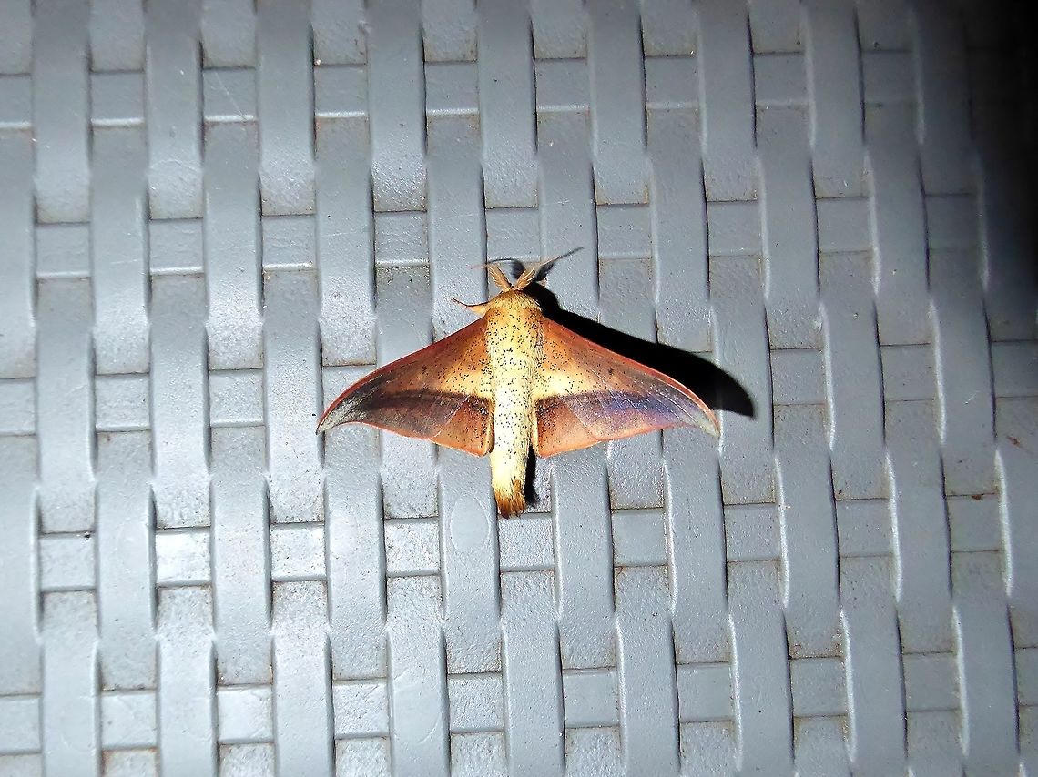 Psychocampa joanna (Mimallonidae) El Descanso, Alto Anchicaya, Valle del Cauca, Colombia. Mar 23, 2018 Colombia,Geotagged,Psychocampa joanna,Spring