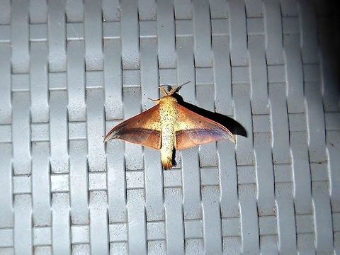 Psychocampa joanna (Mimallonidae) El Descanso, Alto Anchicaya, Valle del Cauca, Colombia. Mar 23, 2018 Colombia,Geotagged,Psychocampa joanna,Spring