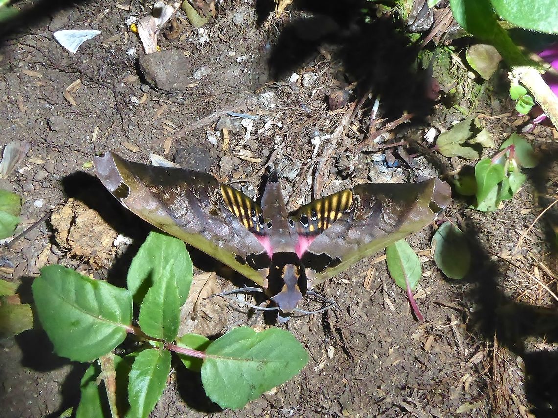 Adhemarius sexoculata (Sphingidae) Reserva Rio Blanco, CAL, Colombia. Mar 20, 2018 Adhemarius sexoculata,Colombia,Geotagged,Winter