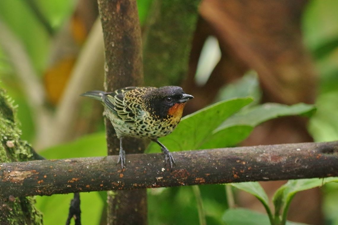 Rufous-throated tanager (Tangara rufigula) El Descanso, Alto Anchicaya, VAC, Colombia. Mar 23, 2018 Colombia,Geotagged,Rufous-throated tanager,Spring,Tangara rufigula