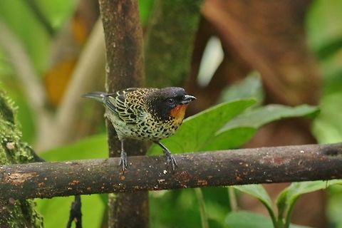 Rufous-throated tanager (Tangara rufigula) El Descanso, Alto Anchicaya, VAC, Colombia. Mar 23, 2018 Colombia,Geotagged,Rufous-throated tanager,Spring,Tangara rufigula
