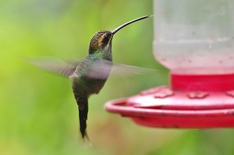 White-whiskered hermit (Phaethornis yaruqui) El Descanso, Alto Anchicaya, VAC, Colombia. Mar 23, 2018 Colombia,Geotagged,Phaethornis yaruqui,Spring,White-whiskered hermit