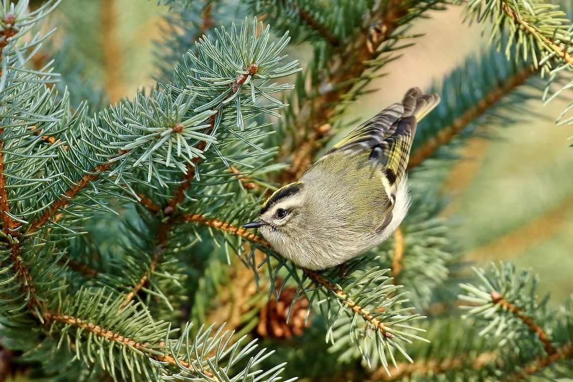 Golden-crowned kinglet (Regulus satrapa) Fresh Pond, Cambridge, MA. Dec 9, 2018 Fall,Geotagged,Golden-crowned kinglet,Regulus satrapa,United States