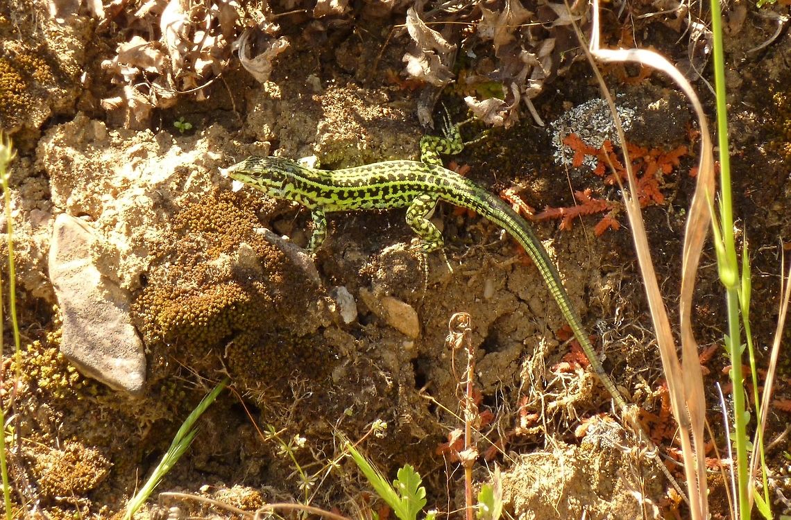 Tyrrhenian wall lizard (Podarcis tiliguerta) Pranu Muttedu, Sardinia, Italy. May 23, 2010 Geotagged,Italy,Podarcis tiliguerta,Spring,Tyrrhenian wall lizard