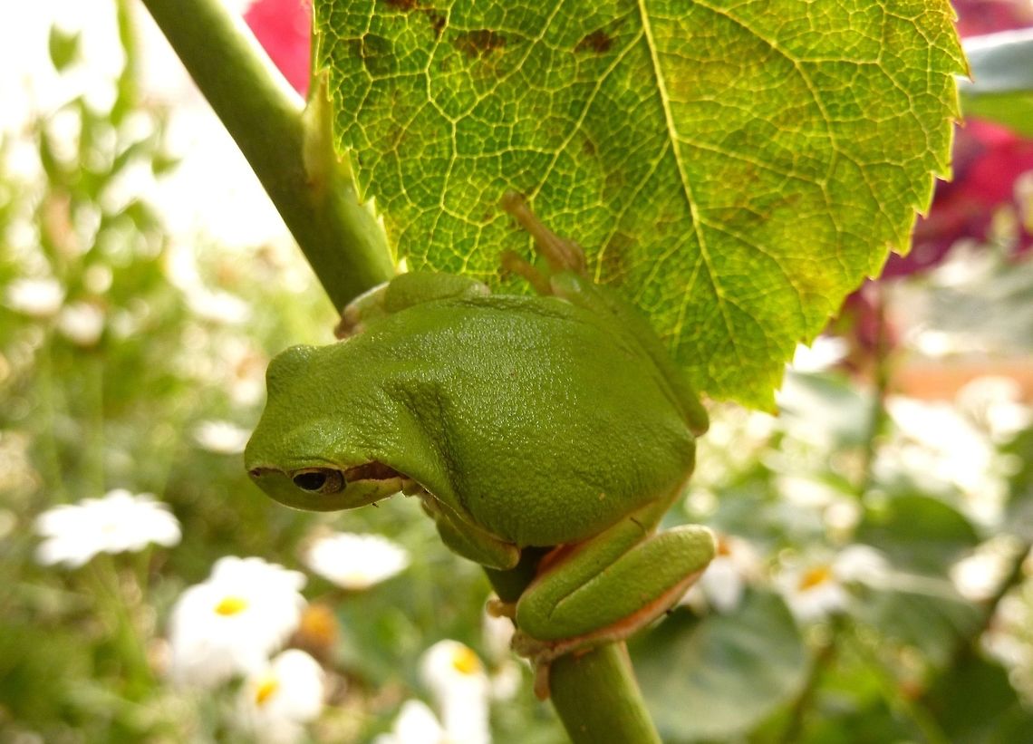 Sardinian tree frog (Hyla sarda) San Gavino Monreale, Sardinia, Italy. May 22, 2010 Geotagged,Hyla sarda,Italy,Sardinian tree frog,Spring