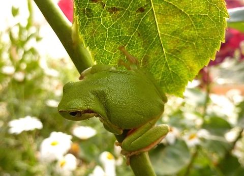 Sardinian tree frog (Hyla sarda) San Gavino Monreale, Sardinia, Italy. May 22, 2010 Geotagged,Hyla sarda,Italy,Sardinian tree frog,Spring