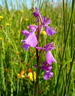 Anacamptis palustris (Orchidaceae) Marignane, France. May 25, 2010 Anacamptis palustris,Ancamptis palustris,France,Geotagged,Spring