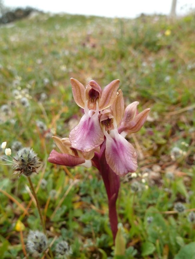 Anacamptis collina (Orchidaceae) Mattinata, Apulia, Italy. Mar 29, 2011. Anacamptis collina,Ancamptis collina,Geotagged,Italy