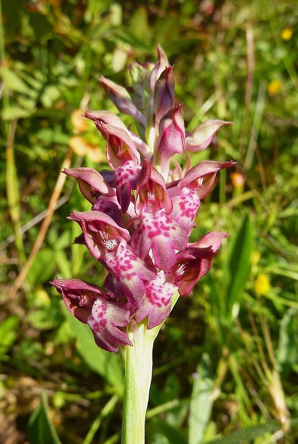 Anacamptis fragrans (Orchidaceae) Nurallao, Sardinia, Italy. May 21, 2010 Anacamptis coriophora,Geotagged,Italy,Spring