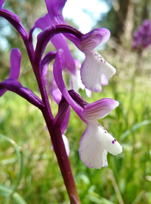 Anacamptis longicornu (Orchidaceae) Monte Contessa, Sicilia, Italy. Apr 5, 2011 Anacamptis longicornu,Anacamptis morio longicornu,Geotagged,Italy,Spring