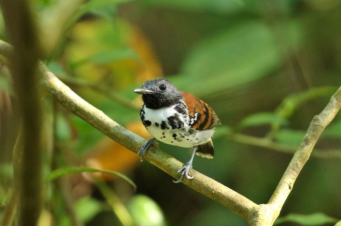 Happy New Year! Spotted antbird (Hylophylax naevioides)<br />
Panama Rainforest Discovery Center, Col&oacute;n Province. Jan 1st, 2019 Geotagged,Hylophylax naevioides,Panama,Spotted antbird,Winter