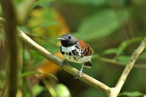 Happy New Year! Spotted antbird (Hylophylax naevioides)
Panama Rainforest Discovery Center, Col&oacute;n Province. Jan 1st, 2019 Geotagged,Hylophylax naevioides,Panama,Spotted antbird,Winter