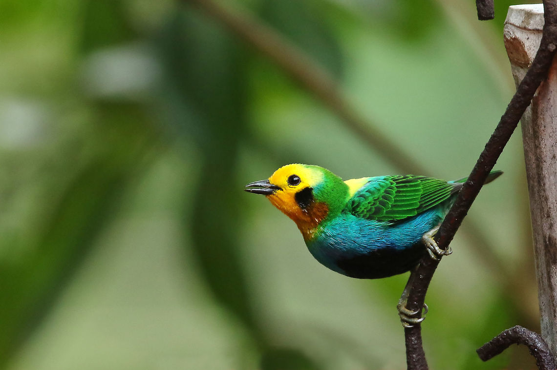 Multicolored tanager (Chlorochrysa nitidissima) Finca Alejandria, Valle del Cauca, Colombia. 18 Jan 2019 Chlorochrysa nitidissima,Colombia,Geotagged,Multicoloured tanager,Winter