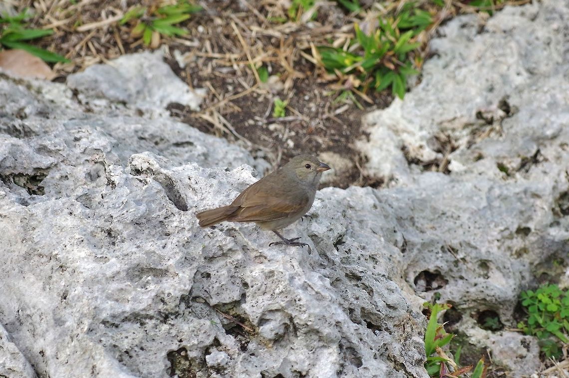 Barbados bullfinch (Loxigilla barbadensis) Grazettes, St Michael Parish, Barbados. Feb 19, 2019 Barbados,Barbados bullfinch,Geotagged,Loxigilla barbadensis,Winter