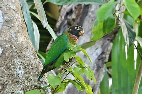 Brown-hooded parrot (Pyrilia haematotis) Pipeline Road, Panama. Jan 2, 2019 Brown-hooded parrot,Geotagged,Panama,Pyrilia haematotis,Winter