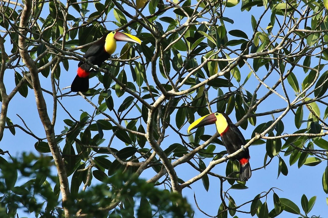 Chestnut-mandibled toucan (Ramphastos ambiguus swainsonii) Pipeline Road, Panama. Jan 2, 2019 Chestnut-mandibled toucan,Geotagged,Panama,Ramphastos ambiguus,Ramphastos ambiguus swainsonii,Winter