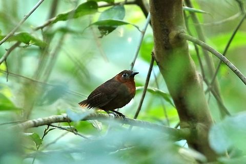 Song wren (Cyphorhinus phaeocephalus) Pipeline Road, Panama. Jan 2, 2019 Cyphorhinus phaeocephalus,Geotagged,Panama,Song wren,Winter