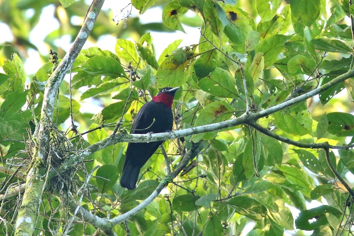 Purple-throated fruitcrow (Querula purpurata) Pipeline Road, Panama. Jan 2, 2019 Geotagged,Panama,Purple-throated fruitcrow,Querula purpurata,Winter
