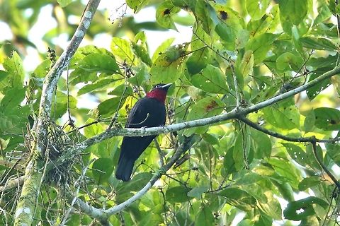 Purple-throated fruitcrow (Querula purpurata) Pipeline Road, Panama. Jan 2, 2019 Geotagged,Panama,Purple-throated fruitcrow,Querula purpurata,Winter