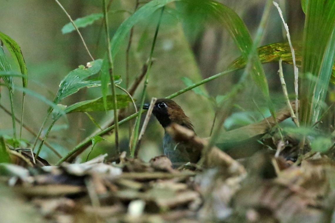 Black-faced antthrush (Formicarius analis) Pipeline Road, Panama. Jan 2, 2019 Black-faced antthrush,Formicarius analis,Geotagged,Panama,Winter