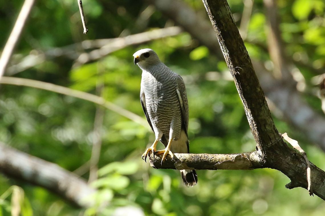 Gray-lined hawk (Buteo nitidus) Parque Natural Metropolitano, Panama City. Dec 30th, 2018 Buteo nitidus,Geotagged,Gray-lined hawk,Panama,Winter
