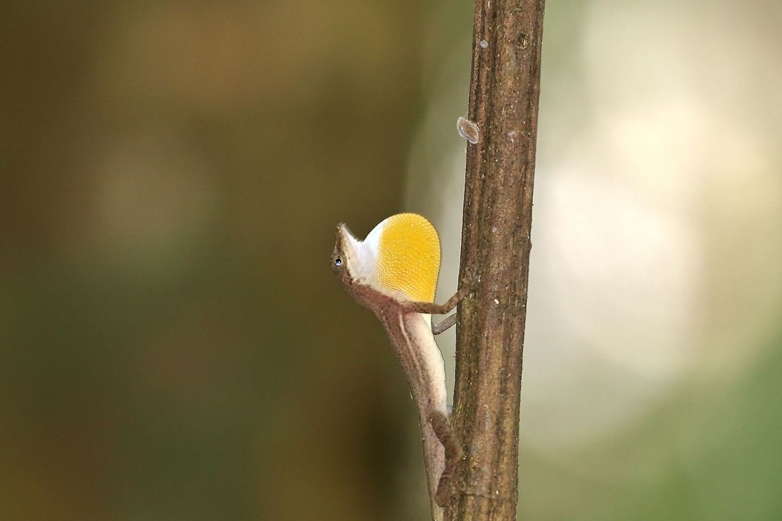 Anolis apletophallus Canopy Tower, Panama. Dec 30th, 2018 Anolis apletophallus,Geotagged,Panama,Winter