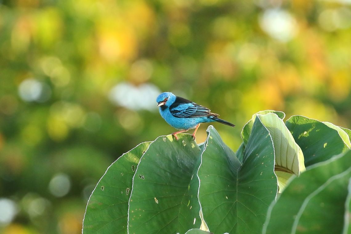 Blue dacnis (Dacnis cayana) Canopy Tower, Panama. Dec 30th, 2018 Blue dacnis,Dacnis cayana,Geotagged,Panama,Winter