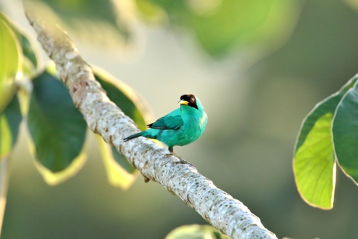 Green Honeycreeper (Chlorophanes spiza) Canopy Tower, Panama. Dec 31st, 2018 Chlorophanes spiza,Geotagged,Green Honeycreeper,Panama,Winter