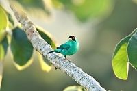 Green Honeycreeper (Chlorophanes spiza) Canopy Tower, Panama. Dec 31st, 2018 Chlorophanes spiza,Geotagged,Green Honeycreeper,Panama,Winter