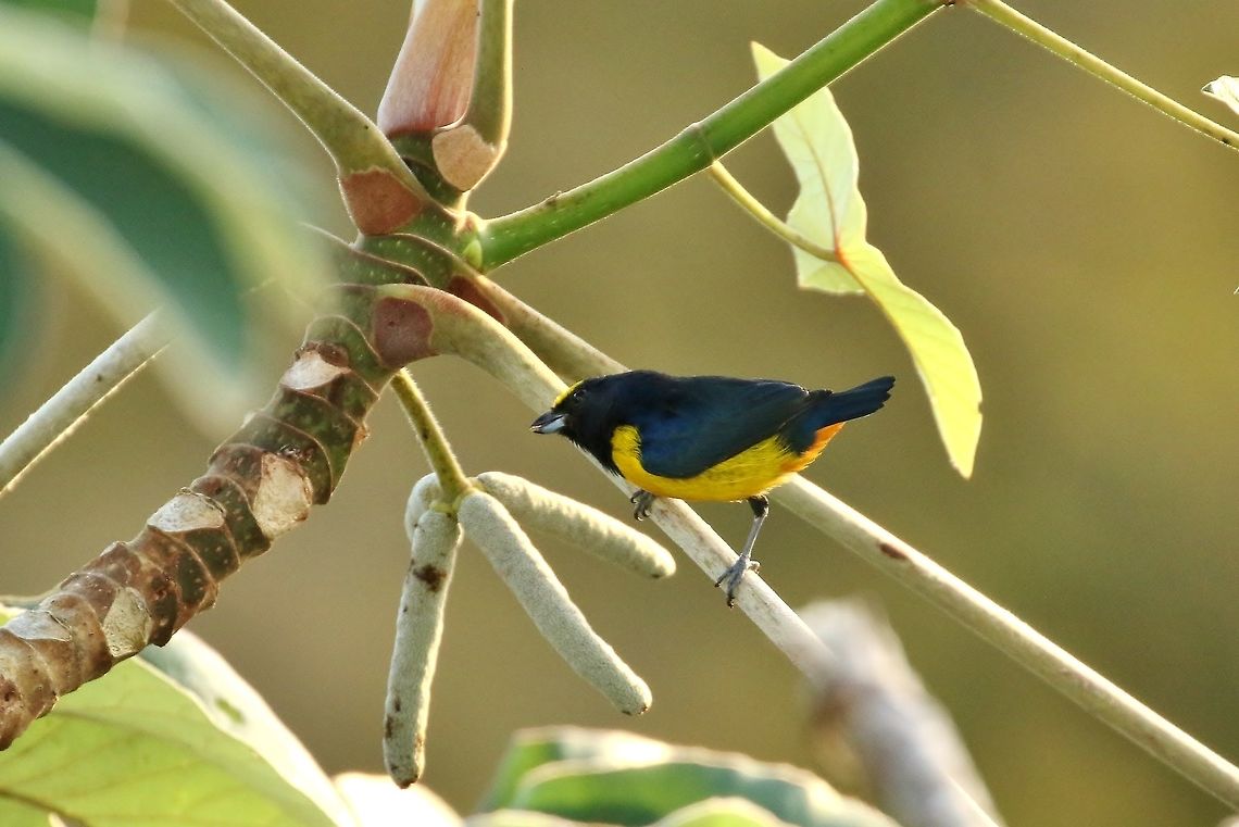 Fulvous-vented euphonia (Euphonia fulvicrissa) Canopy Tower, Panama. Dec 31st, 2018 Euphonia fulvicrissa,Fulvous-vented euphonia,Geotagged,Panama,Winter