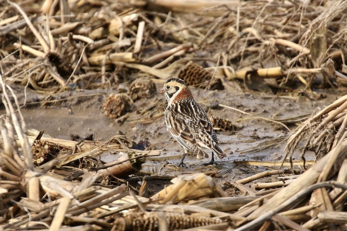 Lapland longspur (Calcarius lapponicus) Santa Fe Bottoms, Illinois, USA. Mar 10th, 2019 Calcarius lapponicus,Geotagged,Lapland longspur,United States,Winter
