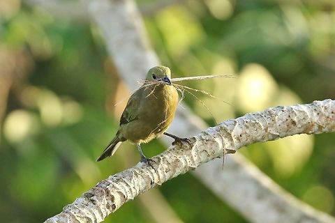 Palm tanager (Thraupis palmarum) Canopy Tower, Panama. Dec 31st, 2018 Geotagged,Palm Tanager,Panama,Thraupis palmarum,Winter