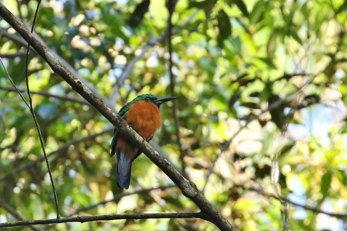 Great jacamar (Jacamerops aureus) Canopy Tower, Panama. Dec 31st, 2018 Geotagged,Great jacamar,Jacamerops aureus,Panama,Winter